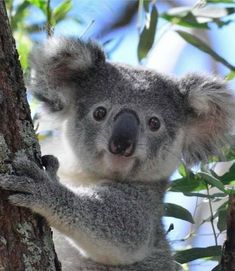 a koala bear sitting on top of a tree