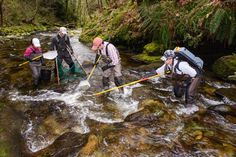 four people in waders are wading through the water