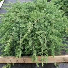 an evergreen tree is growing in a potted planter on top of a wooden box