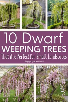 Transform your small garden with 10 stunning dwarf weeping trees. Learn how to use them in your Indoor Garden Setup Ideas, Small Homestead Layout, and for Growing Fruit Trees. Click to read and follow us for more ideas! Weeping Willow Tree In Front Of House, Small Landscaping Trees Near House, Mini Weeping Willow Tree, Best Small Trees For Landscaping, Small Ornamental Trees Landscaping, Small Weeping Trees For Front Yard, Short Trees For Landscaping, Garden Setup Ideas, Small Homestead Layout