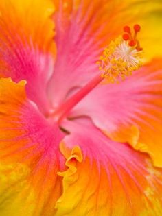 an orange and pink flower with yellow petals