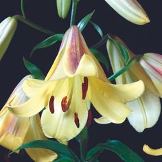 yellow and pink flowers with green leaves on black background