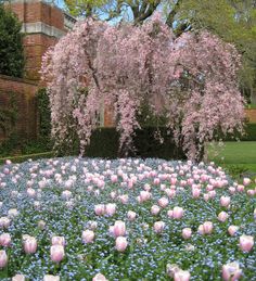 pink and blue flowers are in the foreground with a large tree in the background