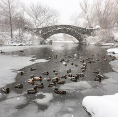 many ducks are swimming in the water near a bridge with snow on it and trees