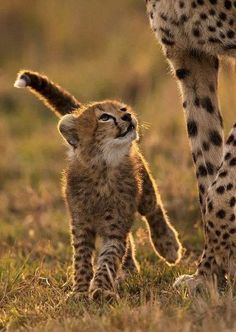 two baby cheetah cubs playing with each other in the grass, one looking up