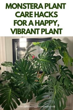 monster plant care hacks for a happy, vibrant plant