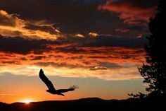 a bird flying in the air at sunset