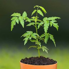 a small plant is growing out of the ground