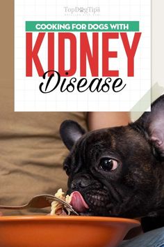 Dog Kidney Disease Diet 101 - Evidence-based Guidelines on Feeding Kidney Diet For Dogs, Cooking For Dogs, Bone Broth For Dogs, Broth For Dogs, Low Protein Dog Food, Make Dog Food, Kidney Recipes, Kidney Diet, Renal Diet