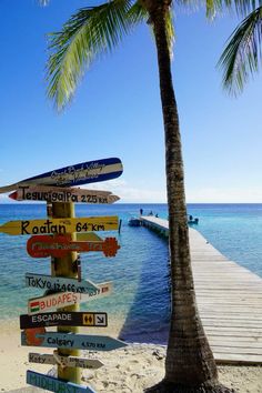 a palm tree sitting on top of a beach next to the ocean with lots of signs pointing in different directions