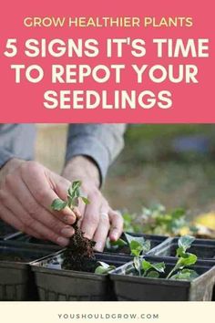 When To Transplant Seedlings, Transplanting Seedlings, Seed Starting Containers, Growing Seedlings, Seedlings Indoors, Flower Seedlings, Tomato Seedlings, Starting Seeds Indoors, Plant Seedlings