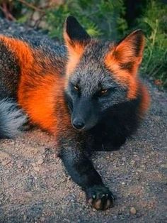 an orange and black fox laying on top of a rock