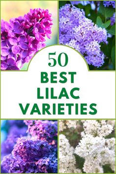 50 Lilac Varieties Epsom Salt Garden, Lilac Varieties, Lilac Bush, Front Flower Beds, Lilac Bushes, Lilac Tree, Lilac Flowers, Butterfly Garden