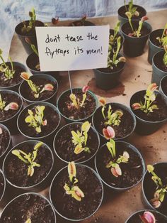 there are many potted plants that have been placed on the table with a sign