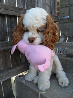 a small white dog holding a pink stuffed animal in it's mouth while sitting on some steps