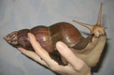 a person holding a snail in their hand