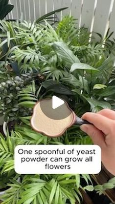 someone holding a magnifying glass in front of some plants with the words, one spoonful of yeast powder can grow all flowers