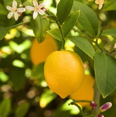 two lemons hanging from a tree with flowers