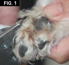 a person holding a pair of scissors in their hand with a dog's fur on it