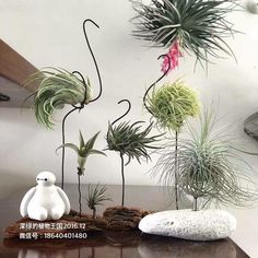 some air plants are sitting on a table