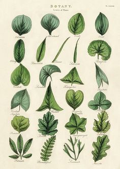 an illustration of different types of leaves