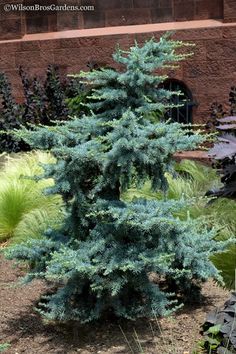 a small blue tree sitting in the middle of a garden