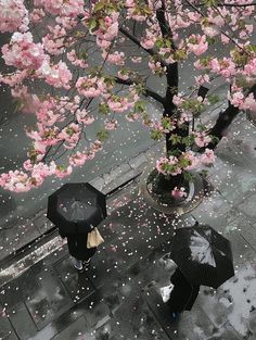 two people walking down the street in the rain with umbrellas and flowers on the ground