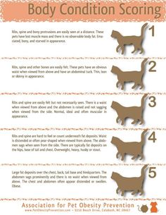 an info sheet describing how to use the body condition scouring for dogs and cats