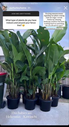 there are many plants in the potted planter outside, and one is asking to know what type of plants you have