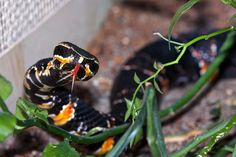 a black and orange snake is on the ground