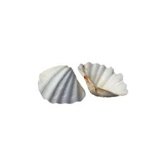 two seashells sitting side by side on a white background