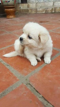 a small white dog sitting on top of a red tile floor