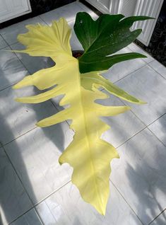 a large yellow plant with green leaves on a tile floor