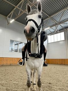 a white horse wearing a harness in an indoor arena with its head turned to the side