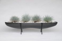 three small plants in a black planter