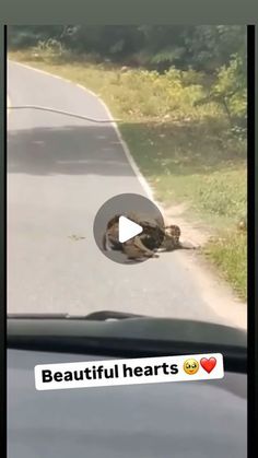 a cat that is laying down on the side of a road with it's head sticking