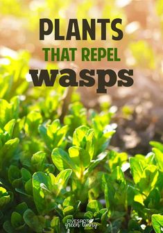 plants that repel waspss in the garden with text overlay