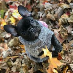 a small black dog sitting on top of leaves