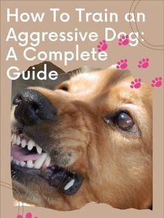 a dog's face with the words how to train an aggressive dog a complete guide