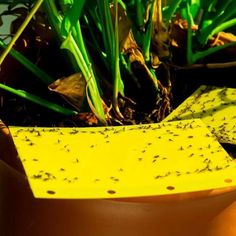 a yellow piece of paper sitting on top of some grass