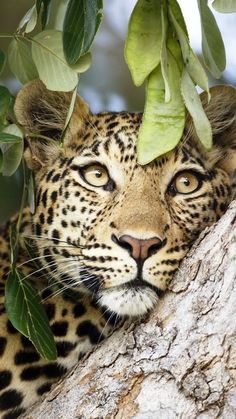 a close up of a leopard in a tree with leaves on it's head