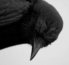 a black and white photo of a bird's head