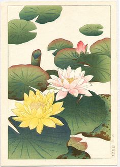 two water lilies and lily pads in a pond