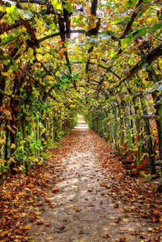 a path lined with lots of trees covered in leaves