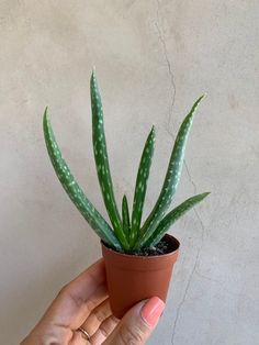 a hand holding a potted aloem plant in front of a white wall