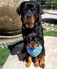 two black and brown dogs sitting next to each other on a stone walkway in front of a planter