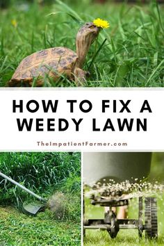 how to fix a weedy lawn