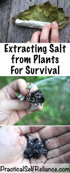 two pictures with the words extrating salt from plants for survival