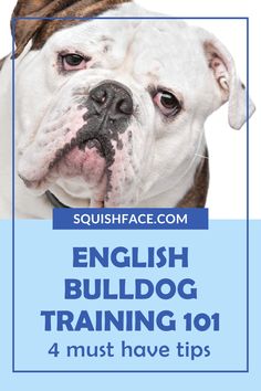 english bulldog training 1014 must have tips on how to train your dog for the job