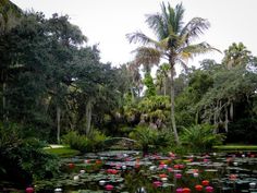 water lilies are blooming in the pond surrounded by palm trees and greenery